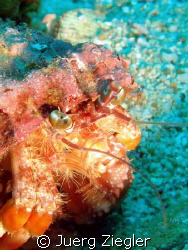 Eye to Eye with Hermit Crab and it's tools! by Juerg Ziegler 